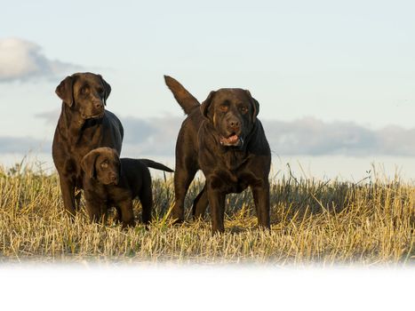 3 brown, chocolate labrador dogs, sky ground