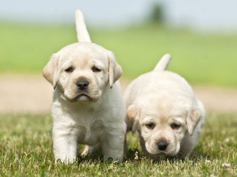 2 Labrador white puppies