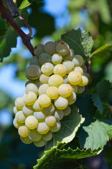Grapes in vineyard in Balaclava. Crimea, Ukraine.