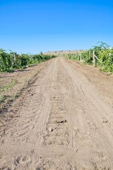 Road in vineyard in summer in Balaclava.