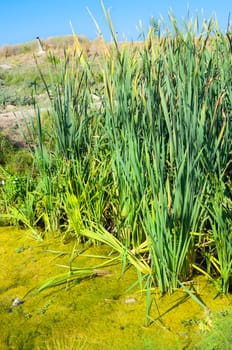 Small pond with reeds in the late summer