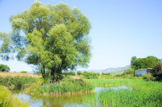 Small island with tree  on the pond in late summer