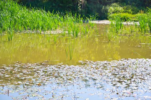 Small pond with reeds in the late summer