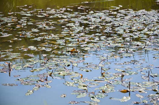 Water on pond in the late summer