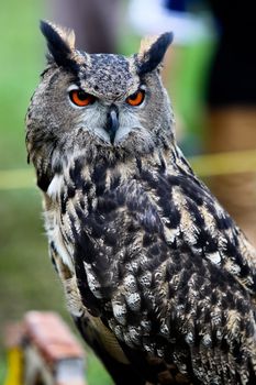 Owl portrait