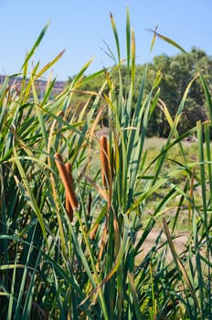 Bulrush on the pond in late  summer