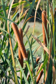 Bulrush on the pond in late  summer