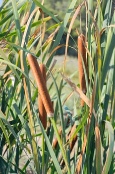 Bulrush on the pond in late  summer