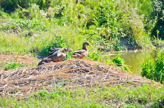 Ducks near the pond  in late summer