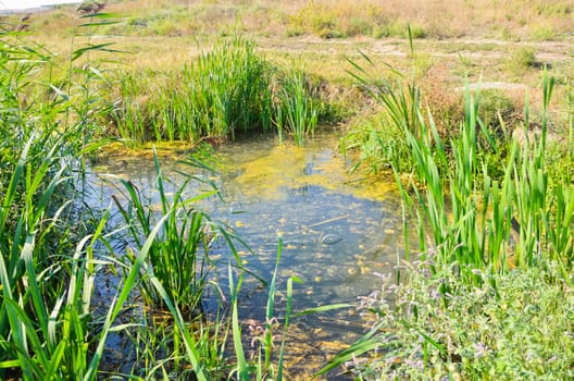 Small pond with reeds in the late summer