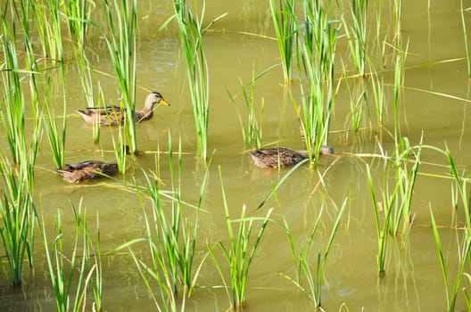 Ducks on the pond  in late summer