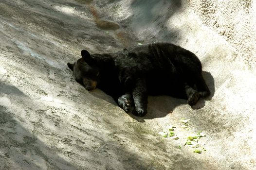 Animal - Black Bear Sleeping