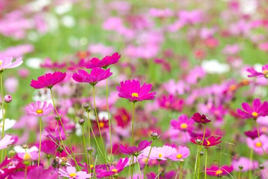 beautiful flowers in the meadow