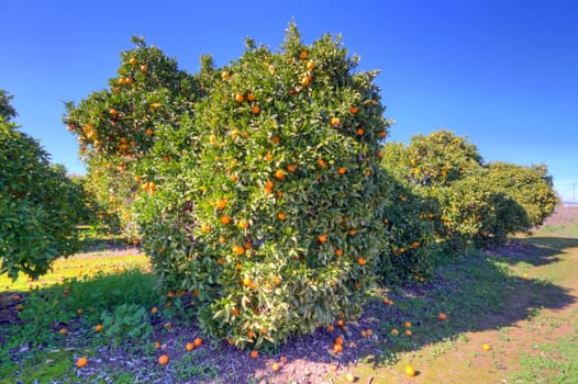 Orange fruit tree with ripe oranges