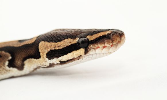 Ball Python close up (Python Regius)