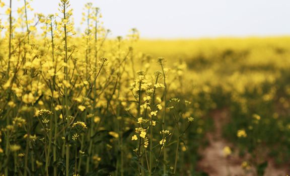 Colourful field of rapeseed