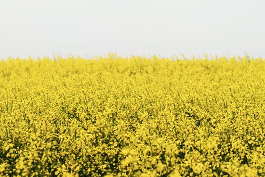 Colourful field of rapeseed