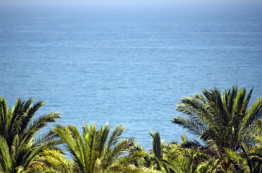 palm trees and sea