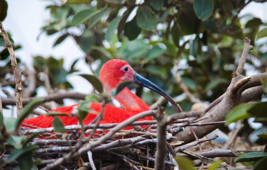 Scarlet ibis. Red colored bird in its nest