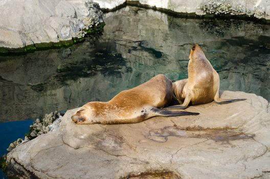 Two sea lions relaxing and sunbathing on a rock by the ocean