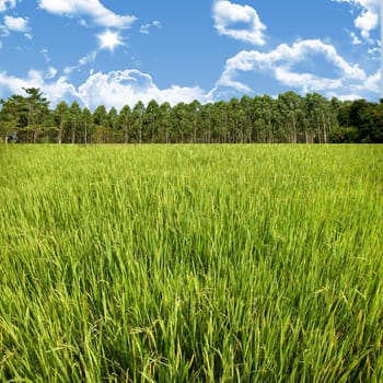 Rice field and farm with blue sky