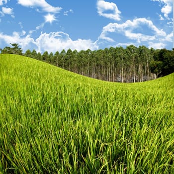 Rice field and farm with blue sky