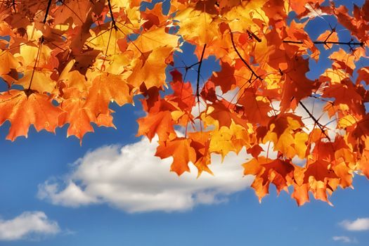 Turning Maple Leaves in Autumn with Blue Sky Background