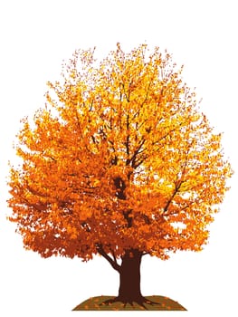 Illustration of autumn cherry tree isolated on white background