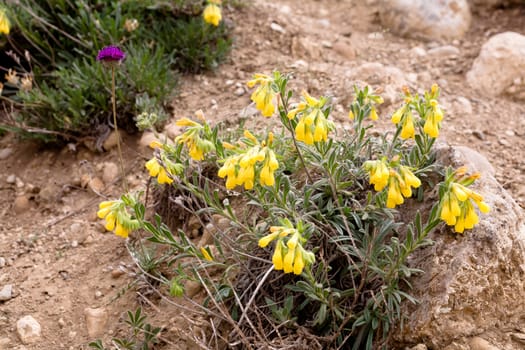 Several yellow and one purple flowers on a ground
