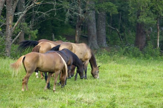 Group of horses grazing near the edge of a forest