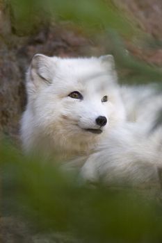 Portrait of an Arctic Fox, Vulpes lagopus, with white winter coat behind tree branches