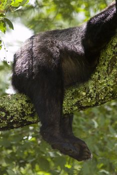 A Black Bear's Rear End in a TRee with Legs hanging down