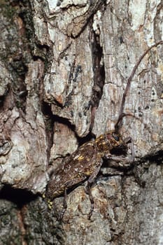 Flat-faced Long-horned Beetle camouflaged in tree bark