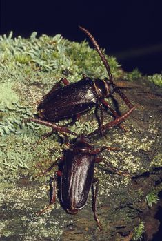 A pair of Pine Borer Beetles on a mossy log