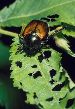 Japanese Beetle destroying a plant leaf