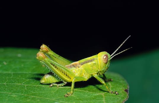 A small green grasshopper on a leaf