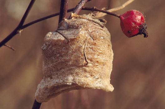 Praying Mantis Egg Case on Branch with a single red berry