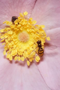 A Toxomerus Hoverfly (Toxomerus geminatus) on pink flower