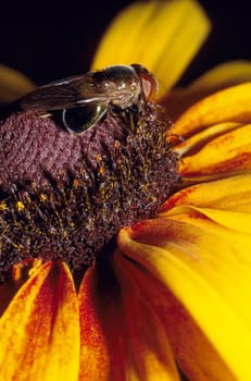 Fly on Black Eyed Susan Flower