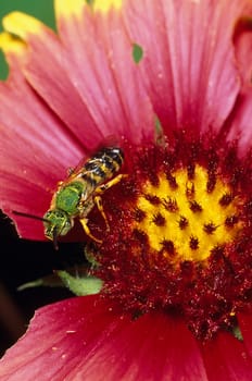 A Green Metallic Bee (Agapostemon melliventris) on Red Flower