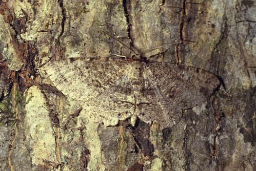A brown mottled colored moth camouflaged on tree bark, hard to see