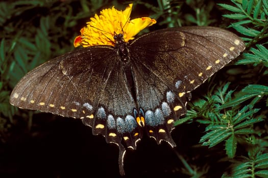 Blue Tiger Swallowtail Butterfly on Yellow Marigold Flower