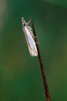 A small white moth covered with dew clinging to a stick