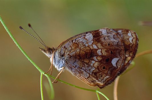 A brown butterfly perched on a weed stem