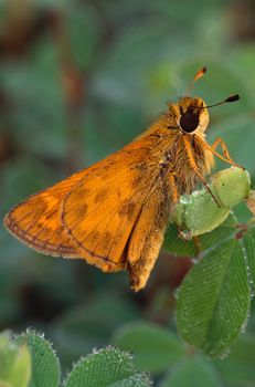 An orange skipper butterfly (family Hesperiidae) on a leaf