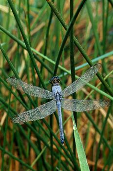 A blue dragonfly covered with dew on grassy stalks