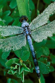 A blue dragonfly covered with dew on grassy stalks