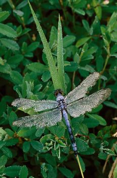 A blue dragonfly covered with dew on grassy stalks