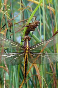 A Widow Skimmer Dragonfly (Libellula luctuosa) and its naiad casing