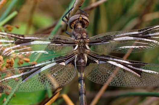 Close-up of a brown dragonfly